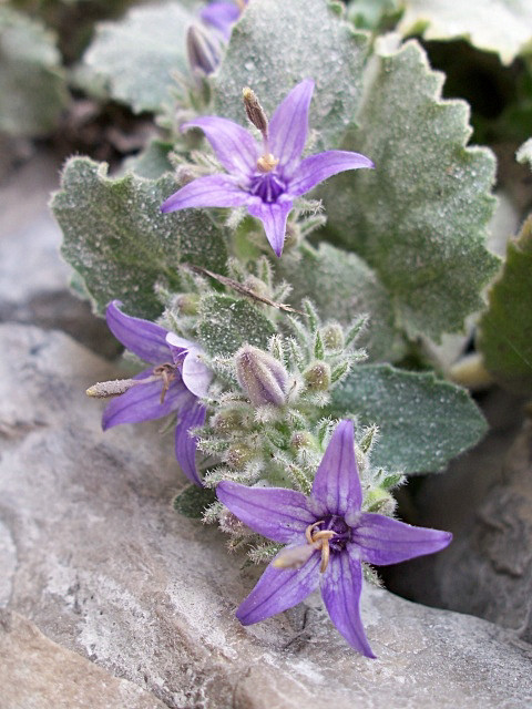 Campanula elatinoides / Campanula dell''Insubria